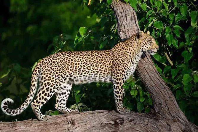 10 Day Zimbabwe and Chobe NP Tour - Why this route works so well