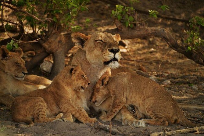2-Day Camping Safari in Chobe National Park from Victoria Falls - Key points to know before booking