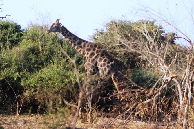2-Day Camping Safari in Chobe National Park from Victoria Falls - Camping in Chobe: simple, comfortable, and close to nature