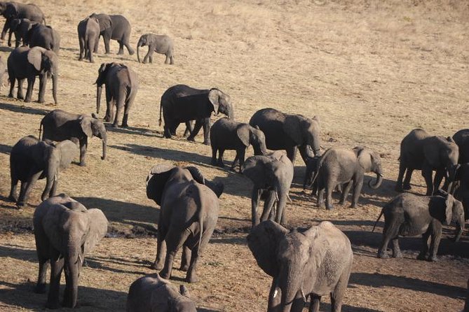 2-Day Camping Safari in Chobe National Park from Victoria Falls - Is the $525 price fair?