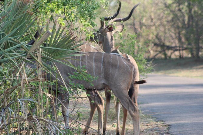 2-Day Camping Safari in Chobe National Park from Victoria Falls - The Kazungula crossing and the start of the safari