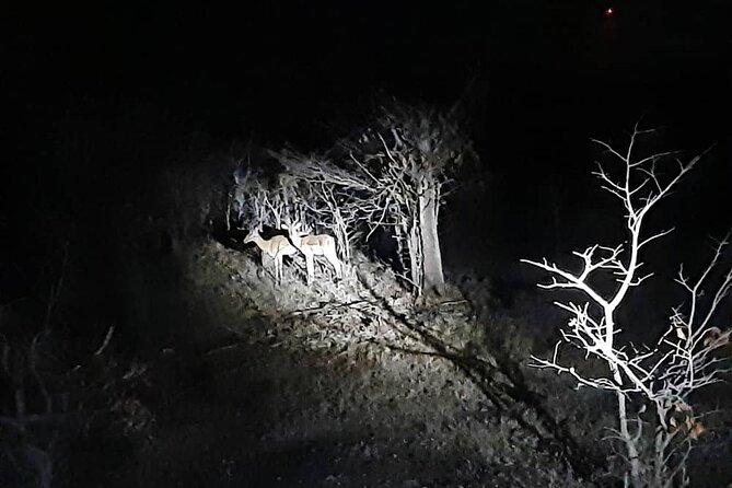 2 Hour Stargazing Tour in Victoria Falls NP Area in 4x4 - Zambezi National Park and the chance of wildlife