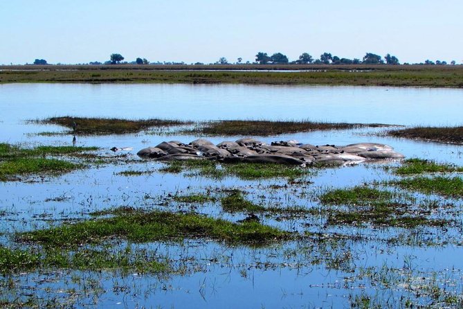 3 Day Chobe National Park Camping Safari - Day 2: the main wildlife day in Chobe