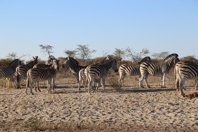 3 Day Hwange National Park Safari Trip from Victoria Falls - Why Hwange makes a strong companion to Victoria Falls