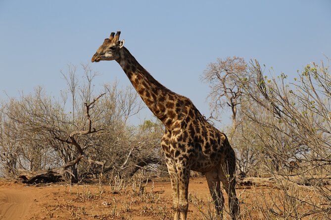 3 Day Hwange National Park Safari Trip from Victoria Falls - Day one: a full afternoon and evening in Hwange