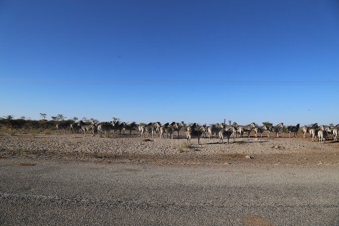 3 Day Hwange National Park Safari Trip from Victoria Falls - Meals, accommodation, and what is not covered