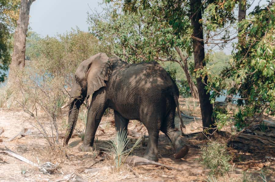 3 Days Explore Zambia, Zimbabwe and Chobe Park in Botswana - Key points to know before booking