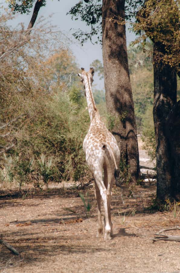 3 Days Explore Zambia, Zimbabwe and Chobe Park in Botswana - Day 2: Mukuni Village and Zimbabwe’s wider falls views