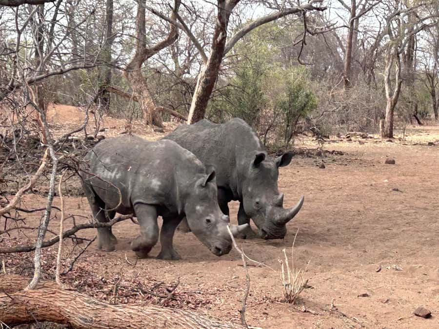 3 Days Explore Zambia, Zimbabwe and Chobe Park in Botswana - Day 1: Walking with rhinos in Mosi-oa-Tunya National Park
