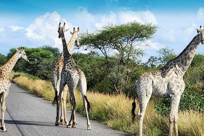 3 Days Tour at Chobe Park and Victoria Falls with Airport Pickup - Airport transfers and the value of $350