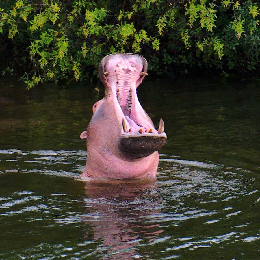 3 Days Victoria Falls and Full day Chobe National Park - Day two: the Kazungula border and Chobe National Park