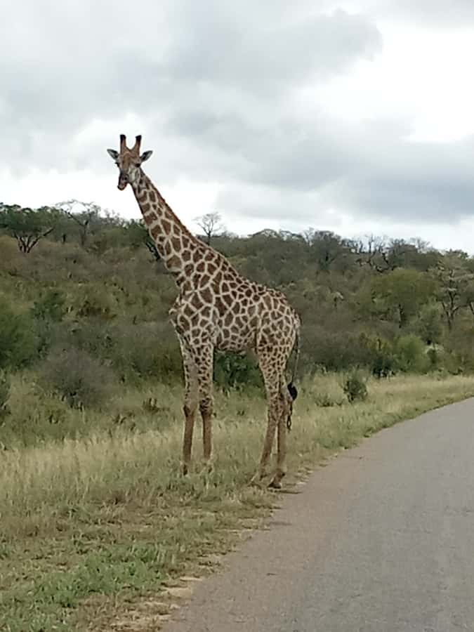 3 Days Victoria Falls and Full day Chobe National Park - The Chobe River lunch break