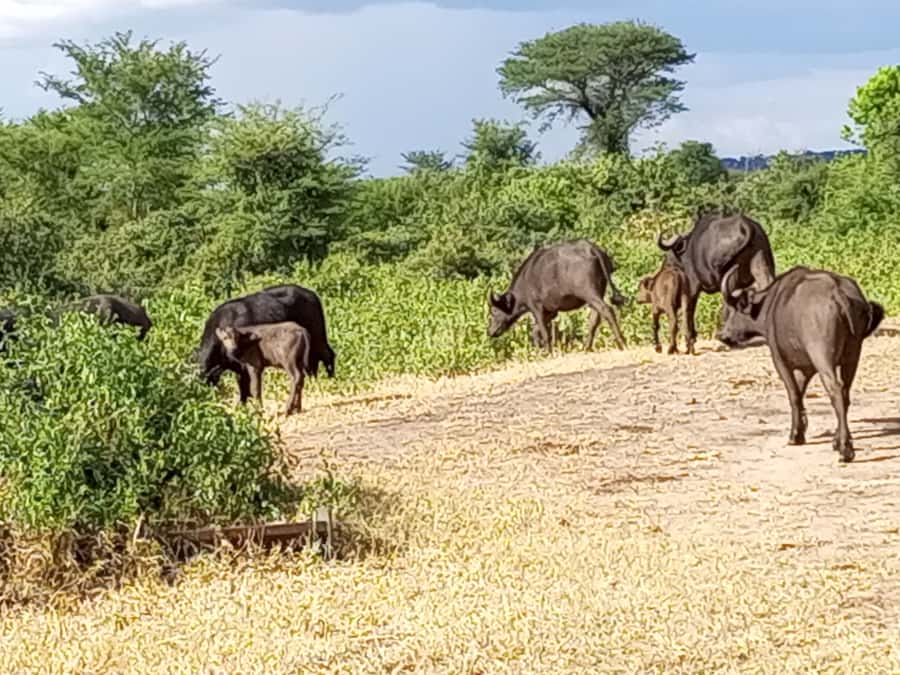 3 Days Victoria Falls and Full day Chobe National Park - Day one: Victoria Falls from 2:30 p.m.