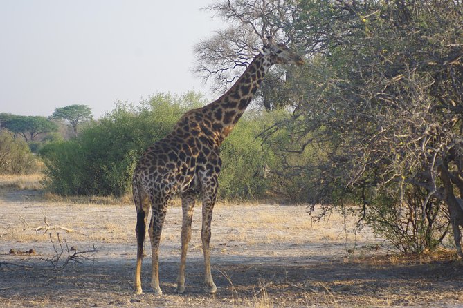 4 days Hwange Safari Game drive Staying at Iganyane Tented camp - Five things to know before booking