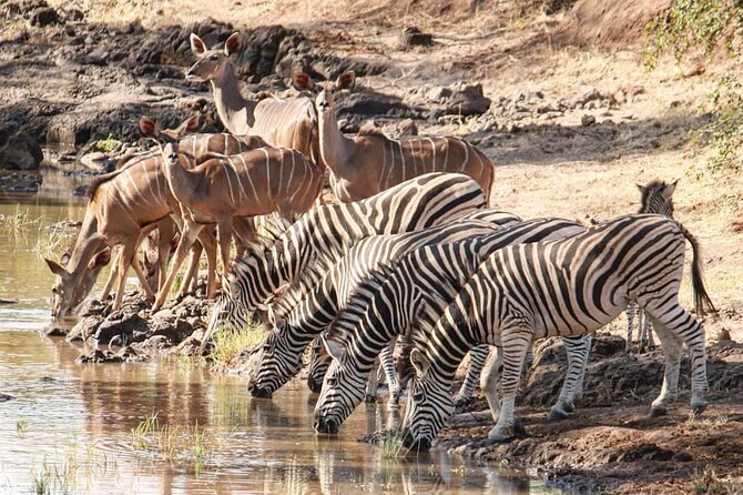 4 days Hwange Safari Game drive Staying at Iganyane Tented camp - Day 3: More time in Hwange, where patience pays