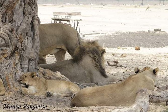 4 days Hwange Safari Game drive Staying at Iganyane Tented camp - Day 4: A final drive and the road back to Victoria Falls