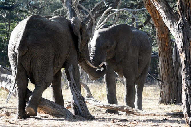 4 days Hwange Safari Game drive Staying at Iganyane Tented camp - Iganyane Tented Camp and what is included