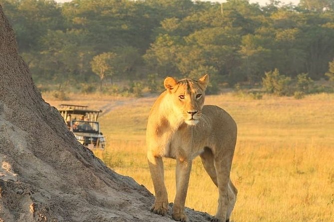 4 days Hwange Safari Game drive Staying at Iganyane Tented camp - Is $2,297.15 good value?