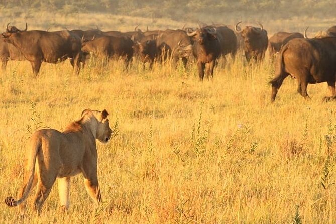 4 days Hwange Safari Game drive Staying at Iganyane Tented camp - What kind of safari suits you best?