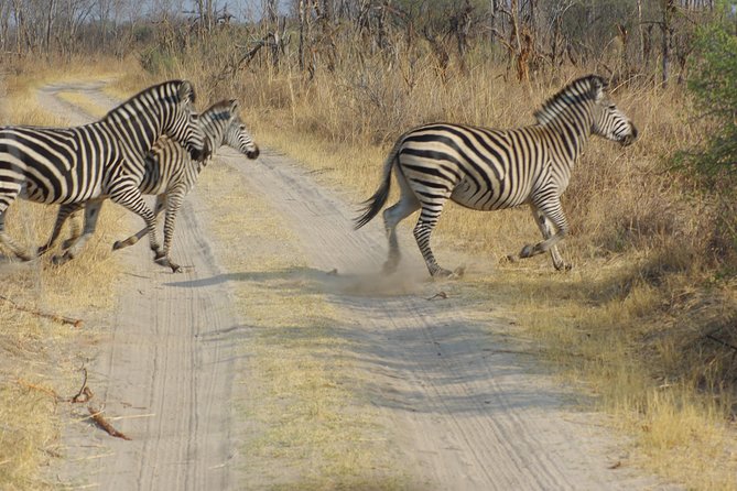 4 days Hwange Safari Game drive Staying at Iganyane Tented camp - Day 2: An early start and a full day among the animals