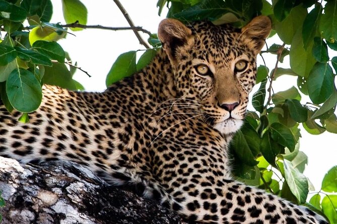 4 Days Victoria Falls Safari Tour & Chobe National Park game drive - Day 3: A full Chobe National Park day from Victoria Falls