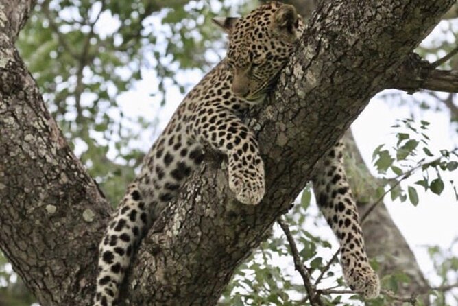 4 Days Victoria Falls Safari Tour & Chobe National Park game drive - Who will get the most from this four-day program?