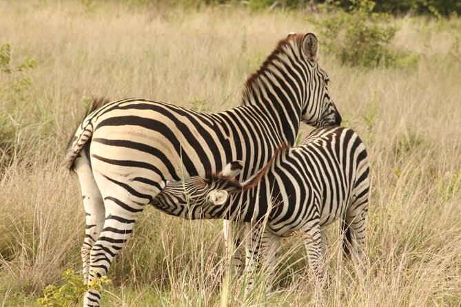 4 Days Victoria Falls Safari Tour & Chobe National Park game drive - Day 2: Game drive, helicopter flight, and Victoria Falls on foot