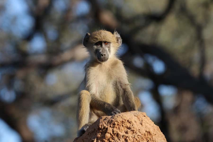4 Days Victoria Falls Tour and Chobe Full day Safari Tour - Key points at a glance
