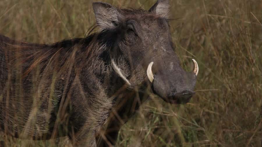 4 Days Victoria Falls Tour and Chobe Full day Safari Tour - Three nights near Victoria Falls