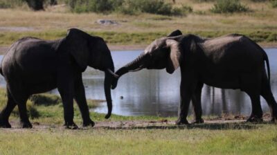 4 Days Victoria Falls Tour and Chobe Full day Safari Tour