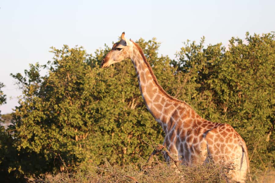 4 Days Victoria Falls Tour and Chobe Full day Safari Tour - Chobe begins at 7:00 a.m.