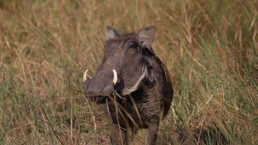 4 Days Victoria Falls Tour and Chobe Full day Safari Tour - Is $2,250 good value?