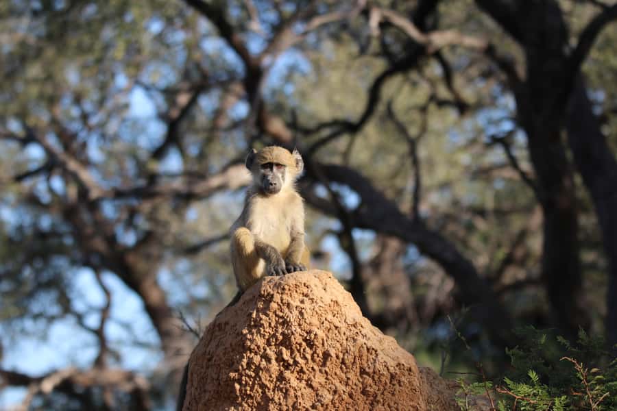 4 Days Victoria Falls Tour and Chobe Full day Safari Tour - The guide and the human side of the trip