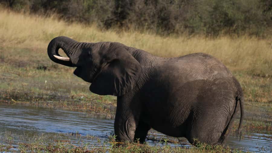 4 Days Victoria Falls Tour and Chobe Full day Safari Tour - Who should book this four-day plan?