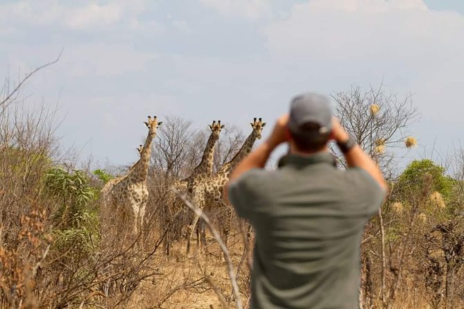 4 Days Victoria Falls Zimbabwe with Chobe National Park Safari Botswana and Livingstone Zambia - Day three: Chobe by boat and safari vehicle