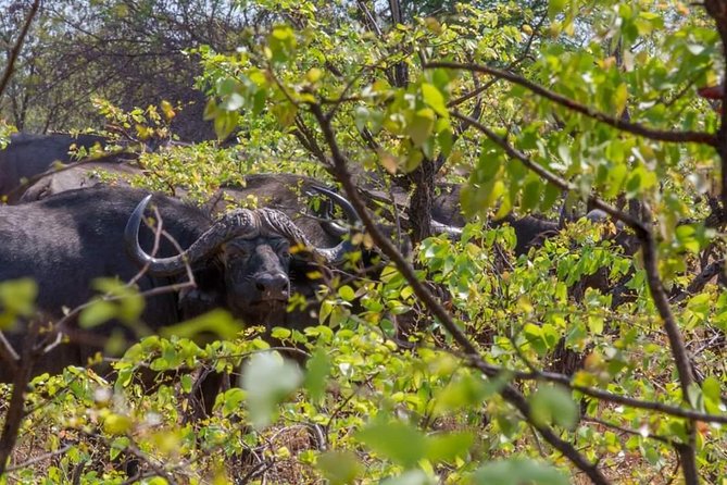 4 Days Victoria Falls Zimbabwe with Chobe National Park Safari Botswana and Livingstone Zambia - Day one: ending at the Zambezi River