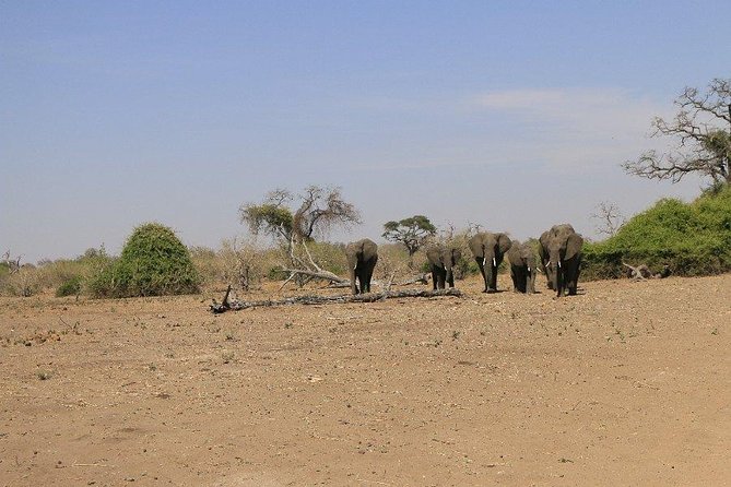 5 Day Chobe National Park Accommodated Tour Safari - Arrival in Victoria Falls and the first transfer
