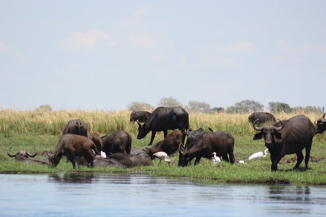 5-DAY Victoria Falls and Chobe National Park - Day four: your best chance to add a major activity