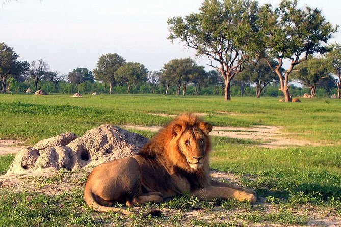 5 Day Victoria Falls and Hwange National Park Accommodated Safari Tour - Day five: a shorter final wildlife visit