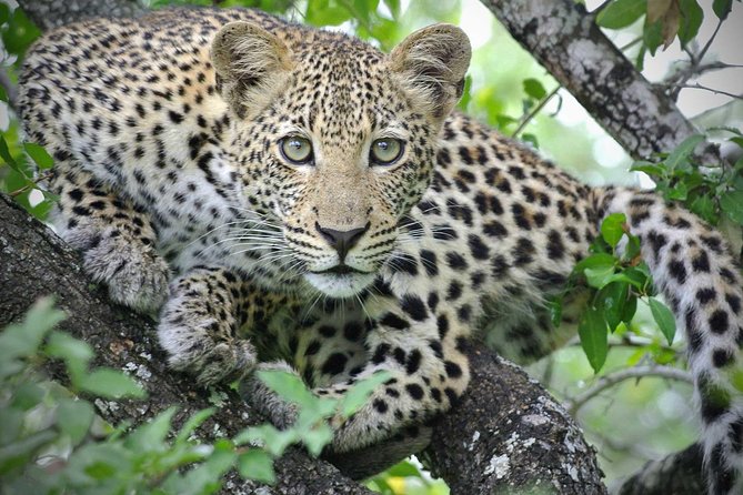 5 Day Victoria Falls and Hwange National Park Accommodated Safari Tour - What $1,800 buys you in practical terms
