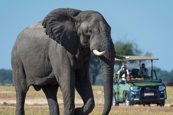 5 Day Victoria Falls and Hwange National Park Accommodated Safari Tour - Service, communication, and trip management