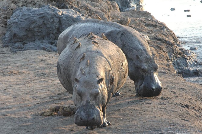 5 Day Victoria Falls and Hwange National Park Accommodated Safari Tour - Day two: Victoria Falls as the central sight