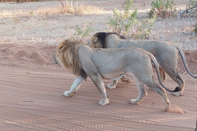 6 Days Victoria Falls Chobe Wildlife and Okavango Delta Tour - From Victoria Falls to Kasane in 90 minutes