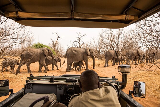 8 Day Chobe NP, Elephant Sands, Okavango Delta & Victoria Falls - Day 7: Moremi and the search for big cats