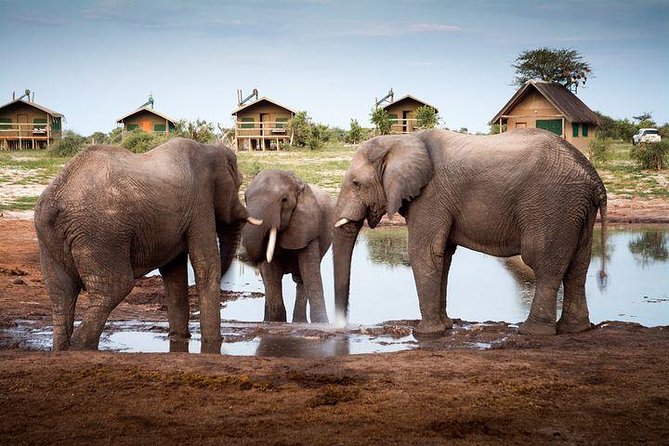 8 Day Highlights Of Botswana & Victoria Falls Overland Tour - Day 4: A bush walk and a night on the salt pan