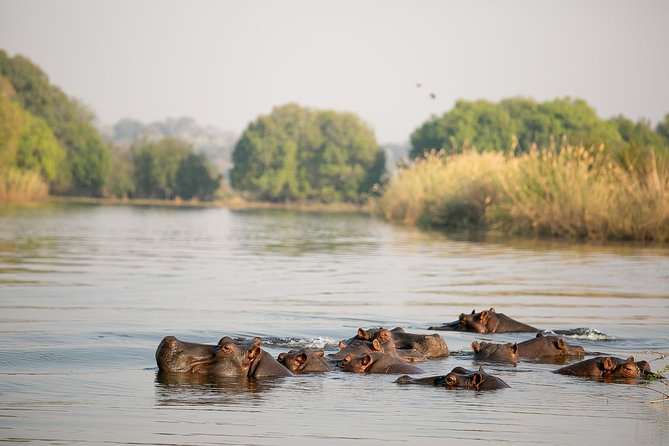 Birdwatching Cruise in Zambezi River with Breakfast - Why an early Zambezi cruise works so well