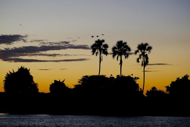 Birdwatching Cruise in Zambezi River with Breakfast - Bird sightings, from common species to rare finds