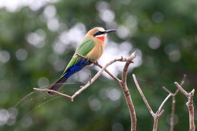 Birdwatching Cruise in Zambezi River with Breakfast - The guide and captain make the difference