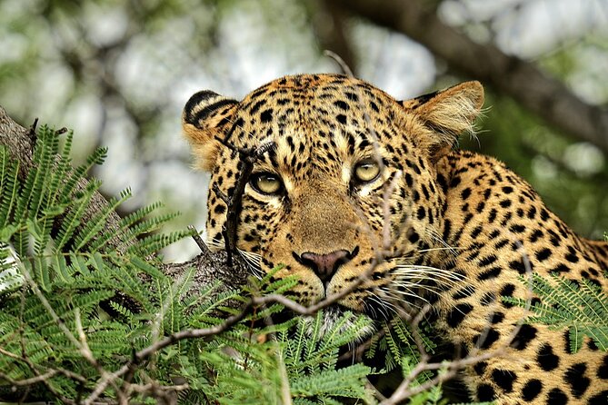 Chobe Botswana Day Trip River and Land Safari from Victoria Falls - The return to Victoria Falls