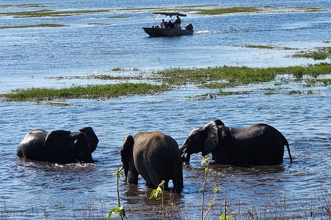Chobe Botswana Day Trip River and Land Safari from Victoria Falls - What the $195 price really covers